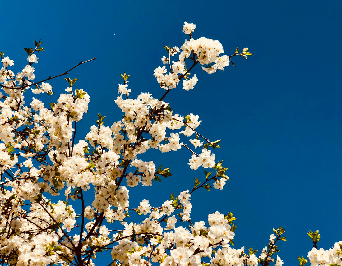 Bloom Where You're Planted