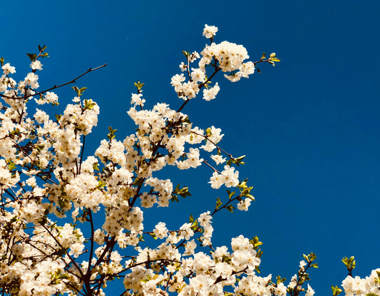 Bloom Where You're Planted